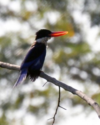Black-capped Kingfisher (Halcyon pileata) Thai Name (Kraten Houy Dam)
