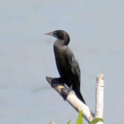 Little Cormorant ( Phalacrocorax nigar)