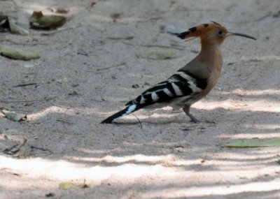 Hoopoe (Upupa epops)