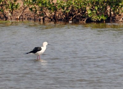 Black-winged Stilt (Himantopus himantopus)