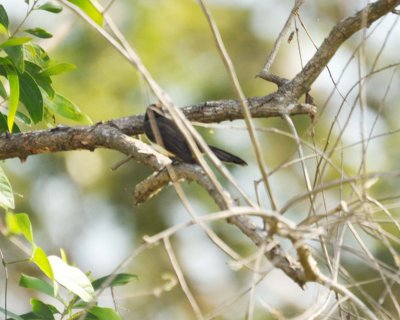 Pied Fantail (Rhipidura javanica)