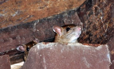 Brown Rat (Rattus norvegicus)