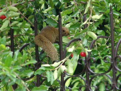 Tree Squirrel (Callosciurus notatus)