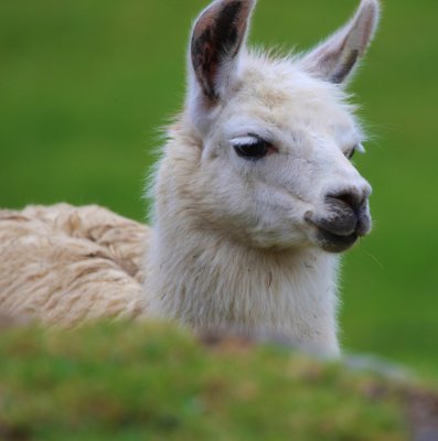 llama01.jpg