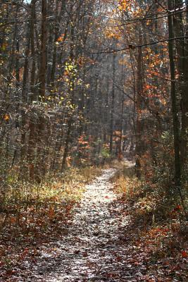 autumnforestwalk.jpg