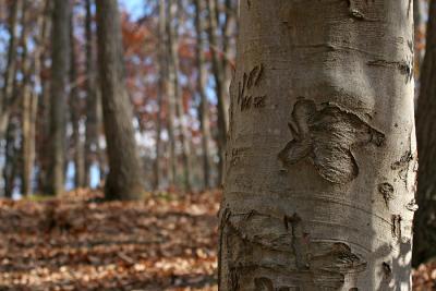 carved_woods_tree.jpg