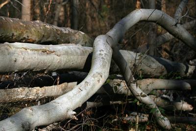 intertwined-logs.jpg