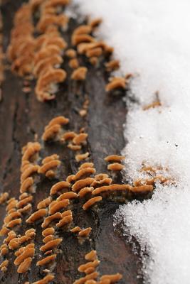 snow_logfungus.jpg