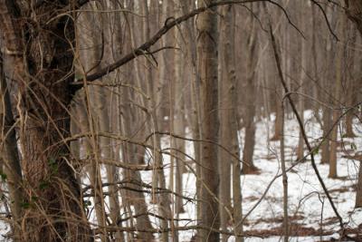 snowtrees12-05.jpg