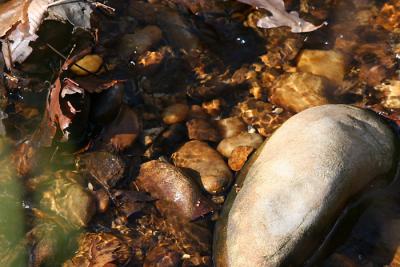 stream_rocks.jpg