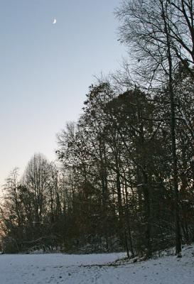 todays_woods.jpg