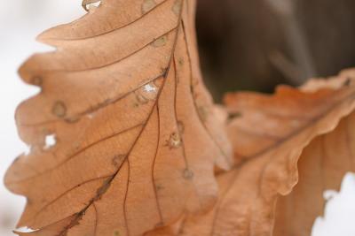 winterleaves.jpg