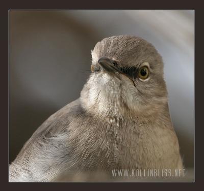 mockingbird-1205-01-web.jpg