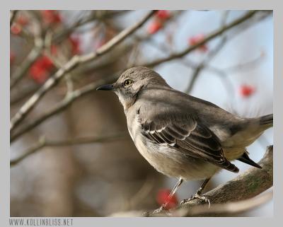 mockingbird-1205-03-web.jpg