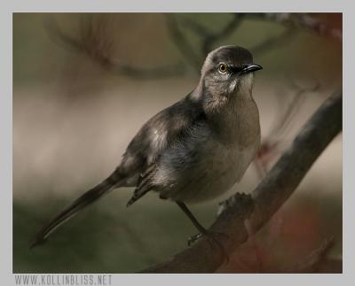 mockingbird-1205-04-web.jpg