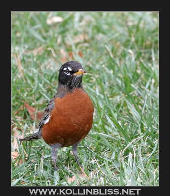 robin-1205-01-web.jpg