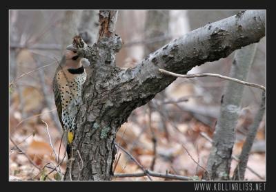 woodpecker-12-05-web.jpg