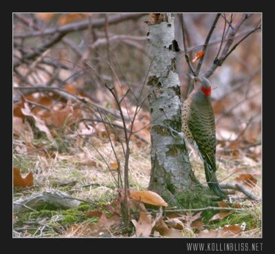 woodpecker-1205-02-web.jpg