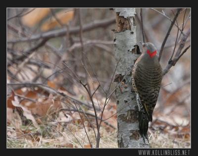 woodpecker-1205-03-web.jpg