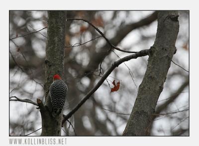 woodpecker-1205-04-web.jpg