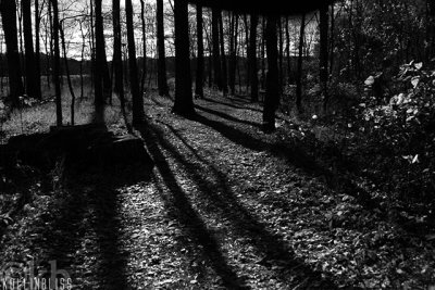Huntley Meadows. Alexandria, VA.