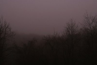 fogtrees01-web1.jpg