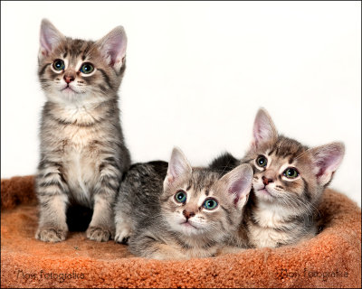 Kitties 3-2010