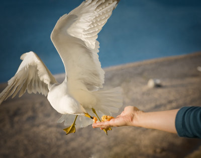 feeding the gulls.jpg