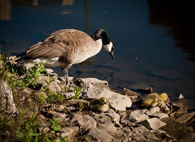 Canada Goose and Goslings