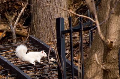 g3/69/169669/3/52731376.albinosquirrel_2489w.jpg