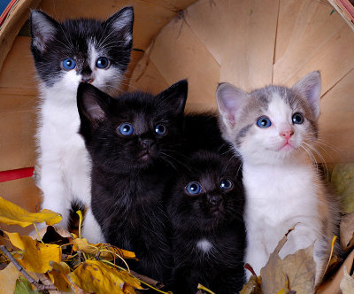 Kitties - Born September, 2007