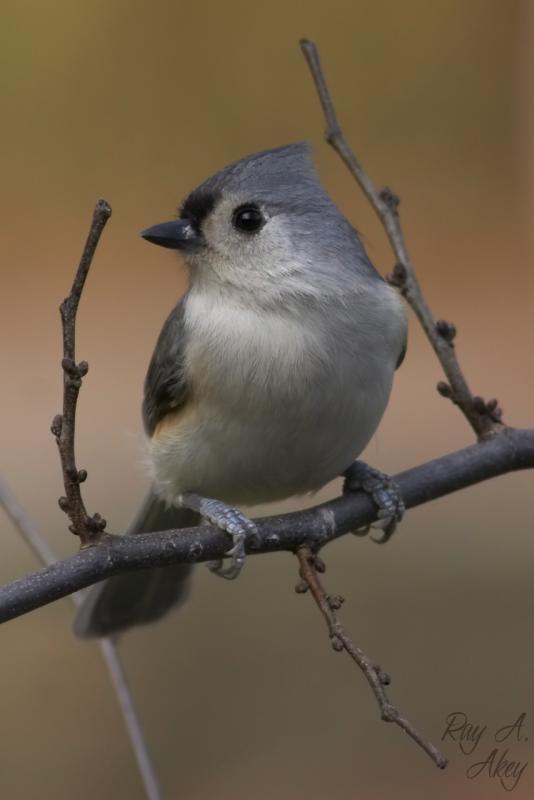 January 19, 2006: Tufted Titmouse