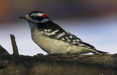 December 6, 2005: Downy Woodpecker