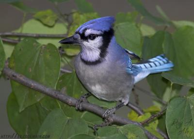 December 30, 2005: Blue Jay