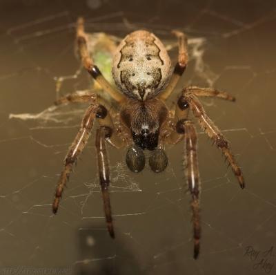 December 31, 2005: Orb weaver (Larinioides)