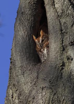 January 12, 2006: Eastern Screech Owl (rufous morph)