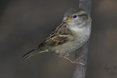 January 15, 2006: Female House Sparrow