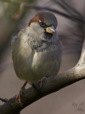 January 21, 2006: Male House Sparrow