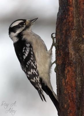 January 23, 2006: Downy Woodpecker