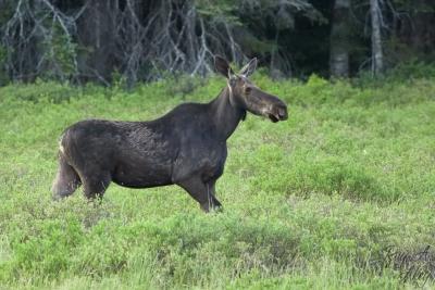 January 24, 2006: Moose