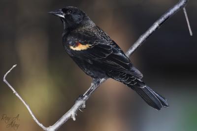 January 27, 2006: Red Winged Blackbird