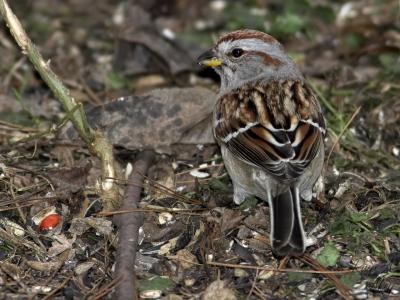 January 28, 2006: American Tree Sparrow