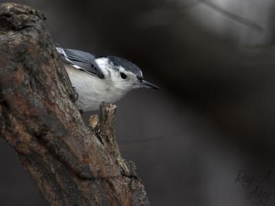 January 29, 2006: White-breasted Nuthatch