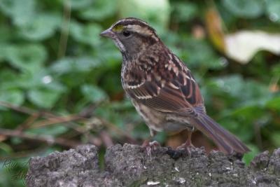 February 1, 2006: White-throated Sparrow