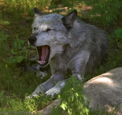 February 10, 2006: Howling Wolf