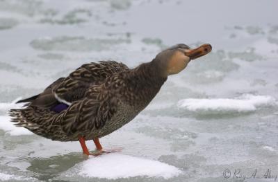 February 12: 2006: Female Mallard