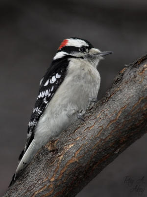 February 24, 2006: Downy Woodpecker