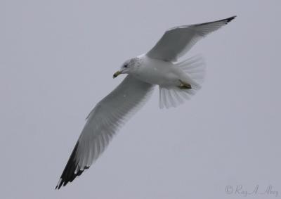 March 8, 2006: Soaring Seagull