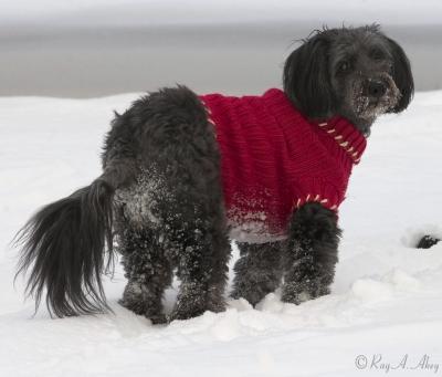 March 9, 2006: Tippy the Snowdog!