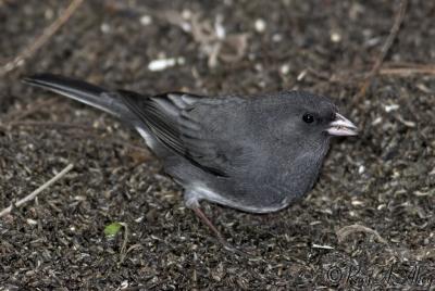 March 14, 2006: Dark-eyed Junco